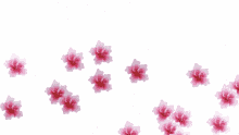 flowers hibiscus