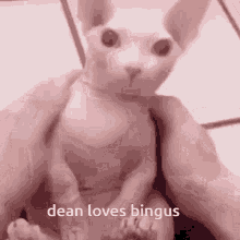 bingus loves bingus dean loves bingus
