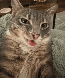 a cat with a pink tongue sticking out looks at the camera
