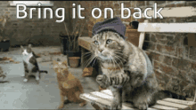 Bring It On Back GIF - Bring It On Back Cats GIFs