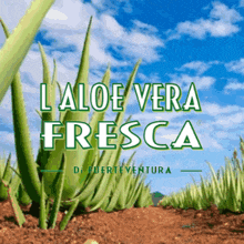 an advertisement for aloe vera fresca shows a field of plants