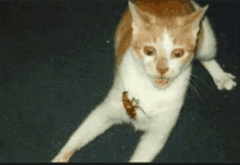Help Me Cat GIF - Help Me Cat Xen GIFs