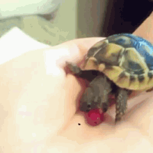 cute baby turtle eating