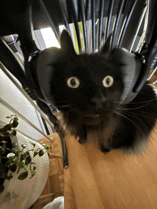 a black cat wearing headphones sits on a chair