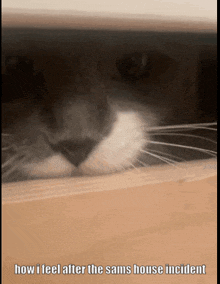 a close up of a cat 's face with the words how i feel after the sams house incident below it