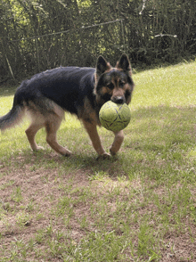 a german shepherd dog is holding a green ball in its mouth