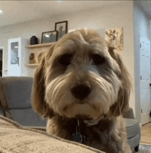 Dog War GIF - Dog War Traumatized GIFs