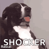 a black and white dog with its tongue hanging out and the words shocker rascal on the bottom
