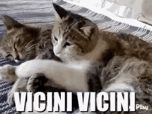 Vicini Gatto Gatti Coccole Tiamo Mimanchi Animali GIF - Come Closer Pet Cuddling GIFs