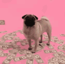 money-dog.gif
