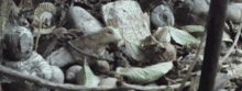 a pile of rocks and leaves with a piece of paper on the ground that says ' i am a turtle '