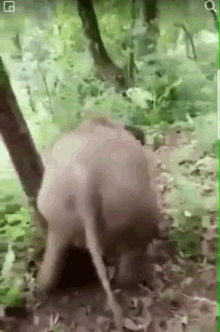 Elephant Slides GIF - Elephant Slides Down GIFs