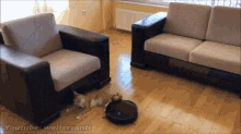 Vacuum Roomba GIF - Vacuum Roomba Cat GIFs