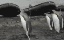 Penguin Running GIF - Penguin Running Fail GIFs
