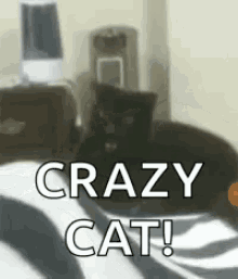 Cat Crazy GIF - Cat Crazy GIFs