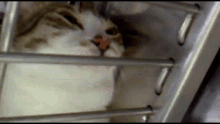Cat Cage GIF - Cat Cage Cute GIFs