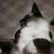 Ponka Cat GIF - Ponka Cat GIFs