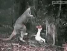 Goose Kangaroo GIF - Goose Kangaroo Fight GIFs
