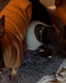 Dog Sweater GIF - Dog Sweater Chihuahua GIFs