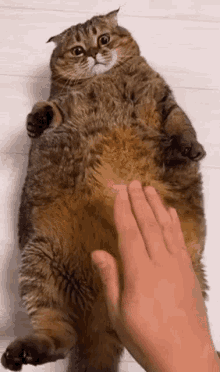 Fat Cat Thicc GIF