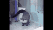 Otter Dont Give A Fuck GIF - Otter Dont Give A Fuck GIFs