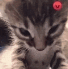 a close up of a kitten with an angry face on it 's face .