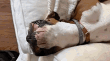 Boxer Dog GIF - Boxer Dog Happy GIFs