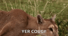 Cougar Huh GIF - Cougar Huh Listen GIFs