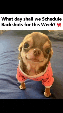 a small brown and white chihuahua wearing a pink shirt