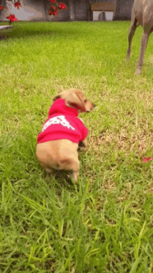Perrito Dogs GIF - Perrito Dogs Cute GIFs