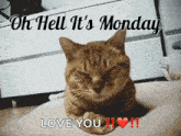 Monday Oh Hell Its Monday GIF - Monday Oh Hell Its Monday Kitten GIFs
