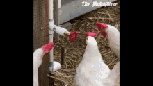 Chickens Faucet GIF