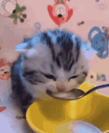 Kitten Milk GIF - Kitten Milk GIFs