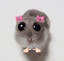 a hamster with pink bows on its head