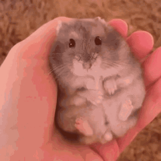 Biscuitmyhamster Hamster GIF - Biscuitmyhamster Hamster Cute Animal -  Discover & Share GIFs