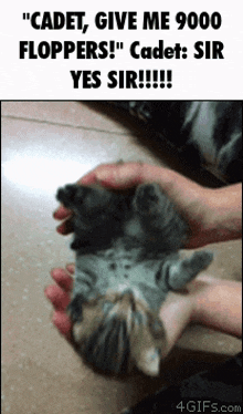 Silly Cat Cadet GIF - Silly Cat Cadet Floopers GIFs