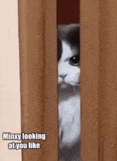Minx Minx Judging You GIF - Minx Minx Judging You Minxy GIFs