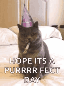 Hope Its A Perfect Day Cat GIF - Hope Its A Perfect Day Cat GIFs