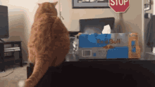 Cat Funny GIF - Cat Funny Garfield GIFs