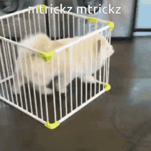 Mtrickz Cage GIF - Mtrickz Cage Dog GIFs