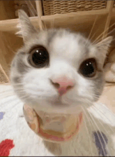 a close up of a cat 's face with big eyes