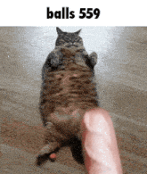 a cat is laying on its back with balls 559 written on the bottom