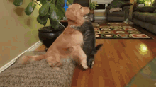 Good Cat. *pat Pat* Dog Approves Of Your Attempts. GIF - Cats Dogs Cute GIFs
