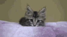 Kitten Ready To Pounce GIF - Kitten Ready To Pounce Curious GIFs