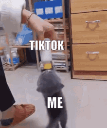 Tiktok Tiktokaddiction GIF - Tiktok Tiktokaddiction Kitten GIFs
