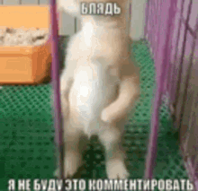 Gif Cat GIF - Gif Cat Comment GIFs