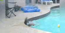 swim drown dog