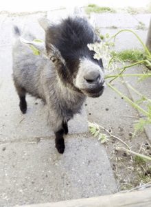 Baby Goat Goat GIF - Baby Goat Goat Goats GIFs