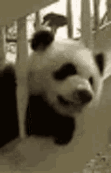 Paranoid Anxious GIF - Paranoid Anxious Panda GIFs