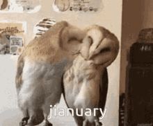 Jianuary Owls GIF - Jianuary Owls Owls Kissing GIFs